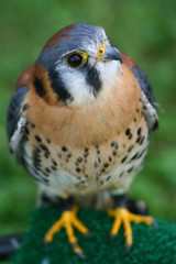 american kestrel