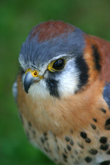 american kestrel close up
