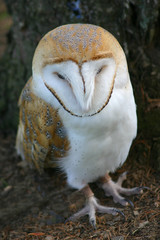 barn owl