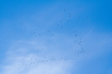 birds flock