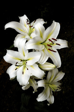 Fototapeta bunch of lilys