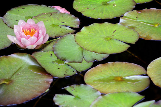 Lilypad 26 767 adobe stock