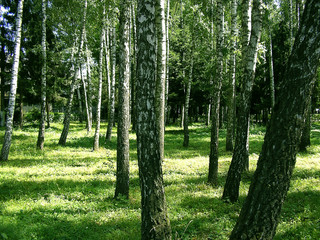 grove of birches