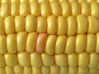 corn