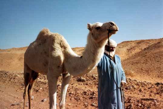 sahara dromadaire