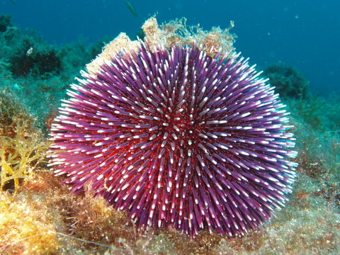 oursin violet