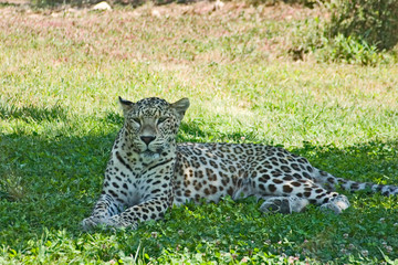 leopard