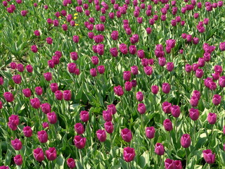 tulips glade 3