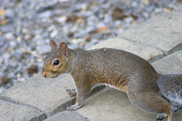 squirrel