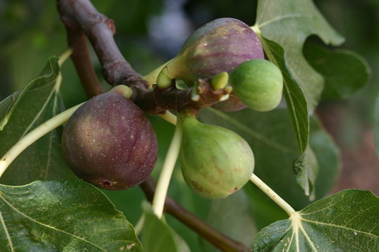 figues violettes