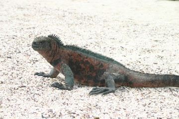 sea iguana