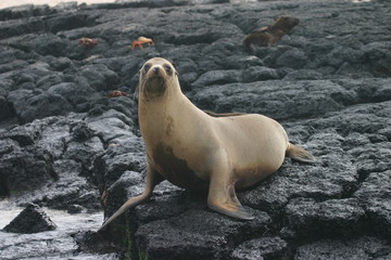 sea lion on lava