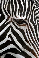 Fototapeta na wymiar zebra Grevy'ego