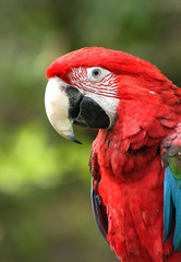 green-winged macaw