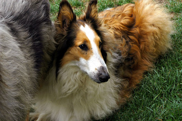 Fototapeta premium portrait de colley