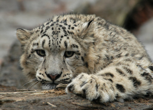 Snow Leopard