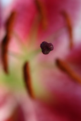 stargazer lily abstract macro