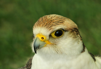 the falcon