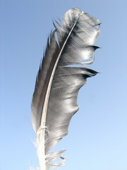 bright feather 2