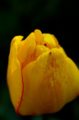 tulip © Lovrencg