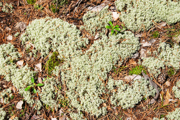 moss
