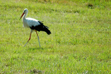 stolzer storch