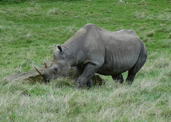 rhino