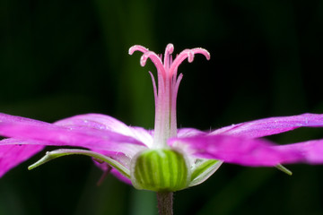 woodland geranium flower