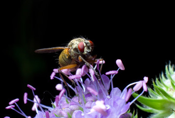 wasp on the succisa pratensis moench