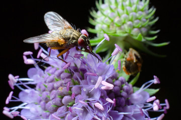 fly on the succisa pratensis moench