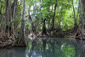 mangrove scene