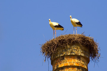 storchenpärchen
