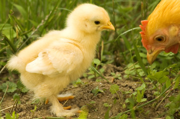 wenn ich einmal groß bin will ich wie die mama sei