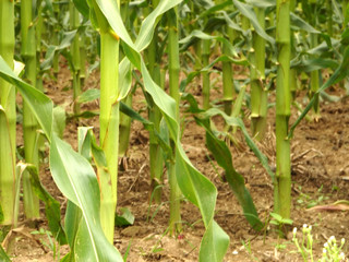 corn filed detail
