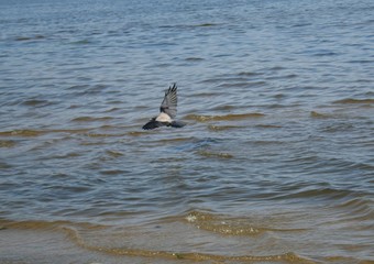 Fototapeta premium crow