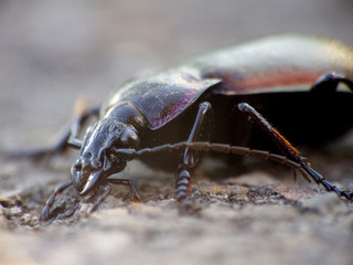 laufkäfer