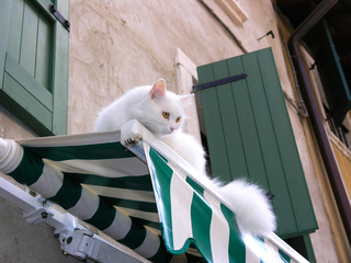 cat on a sunblind