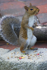 standing squirrel