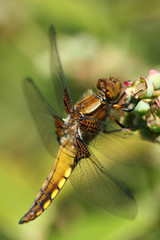 dragonfly beauty
