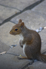 squirrel