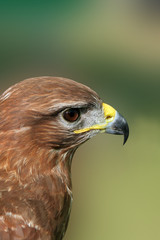 the buzzard