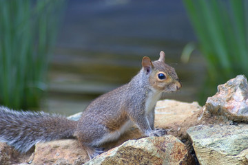 pondside squirrel