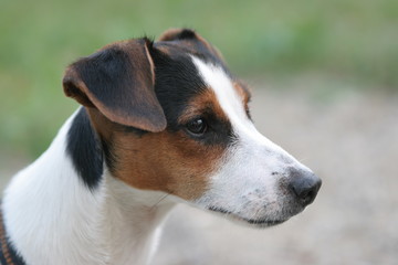 jack russel terrier portrait