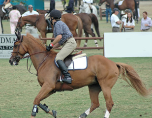 show horse & rider