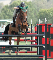 show horse jumper
