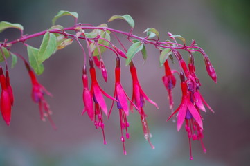fleurs