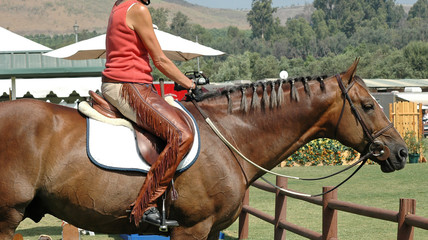 horse & rider