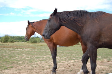Fototapeta premium cheval 2