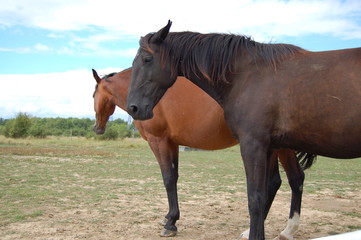 Fototapeta premium chevaux 3