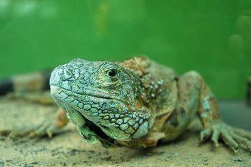 iguana